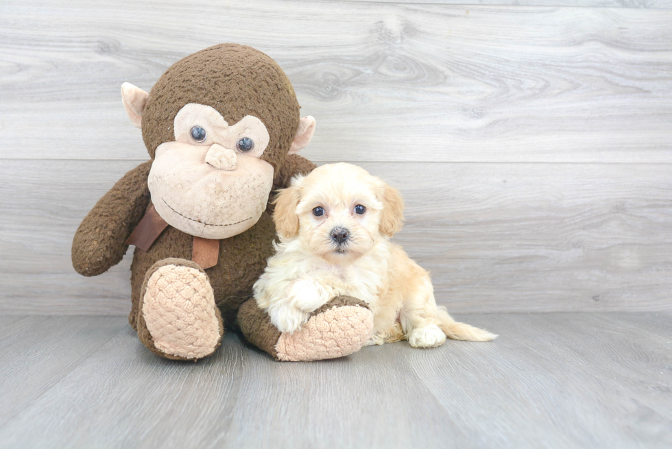 Best Havanese Baby