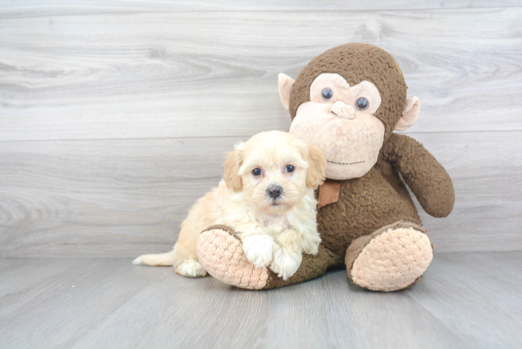 Small Havanese Baby