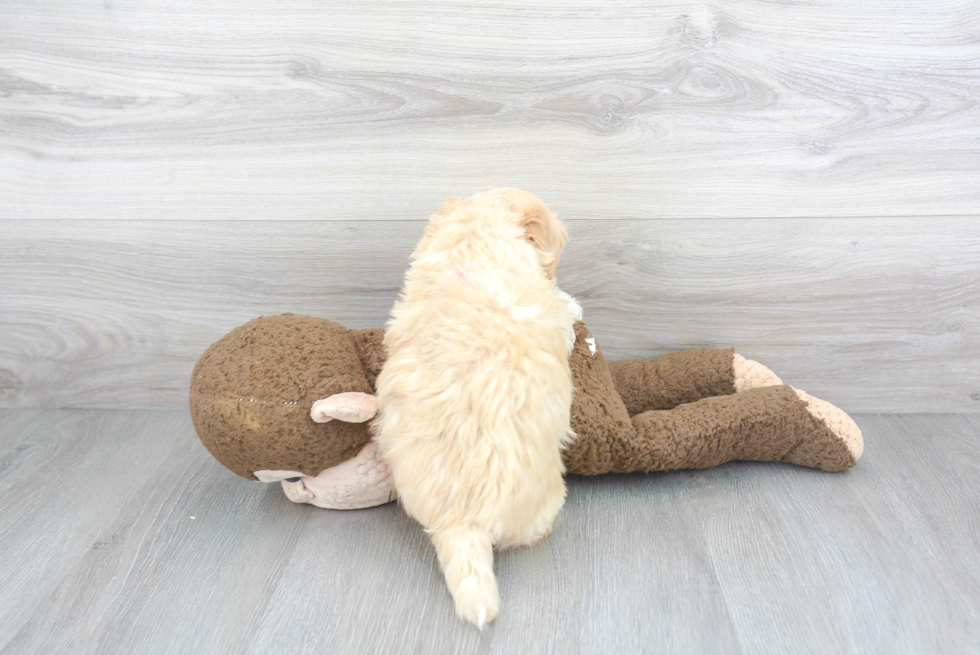 Friendly Havanese Purebred Pup