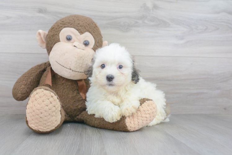 Havanese Pup Being Cute