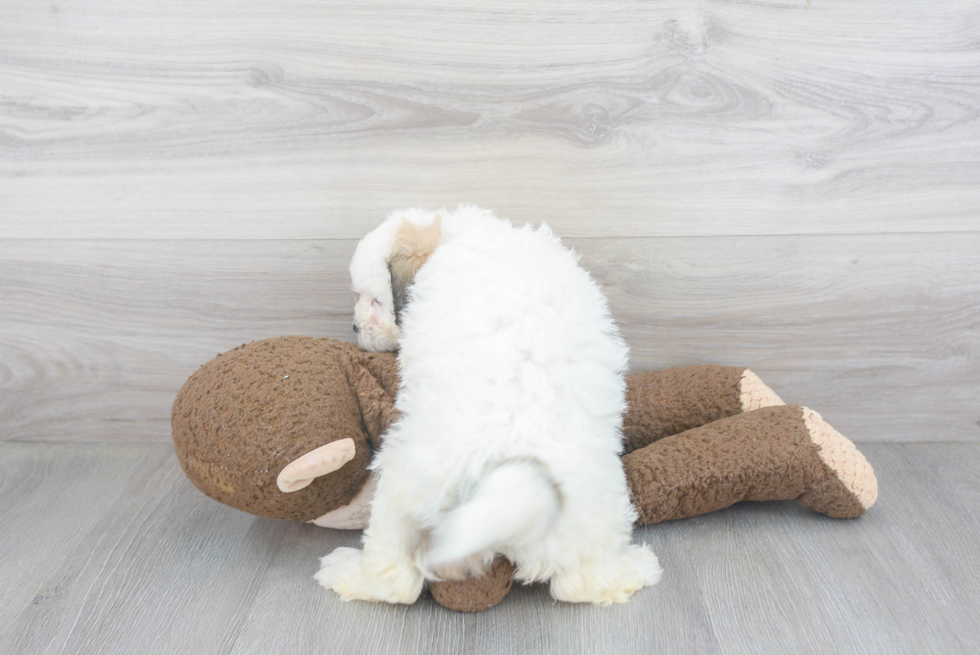 Petite Havanese Purebred Puppy