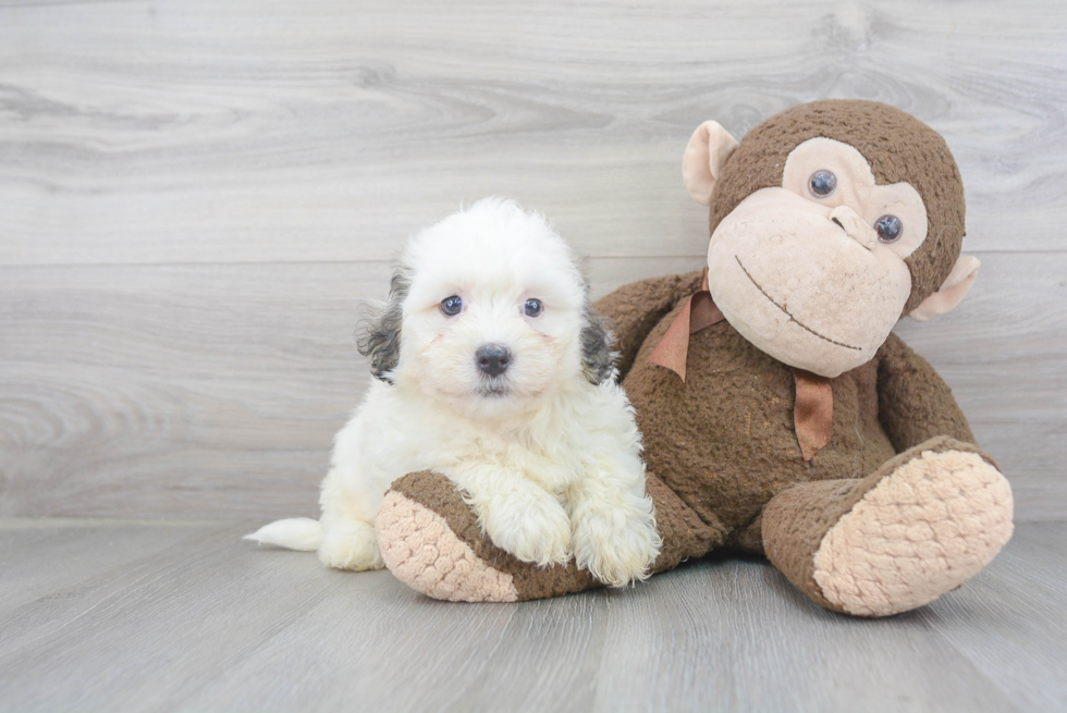Hypoallergenic Havanese Baby