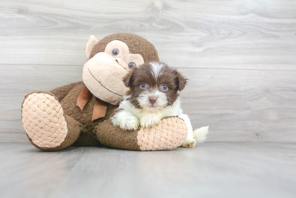 Smart Havanese Purebred Puppy