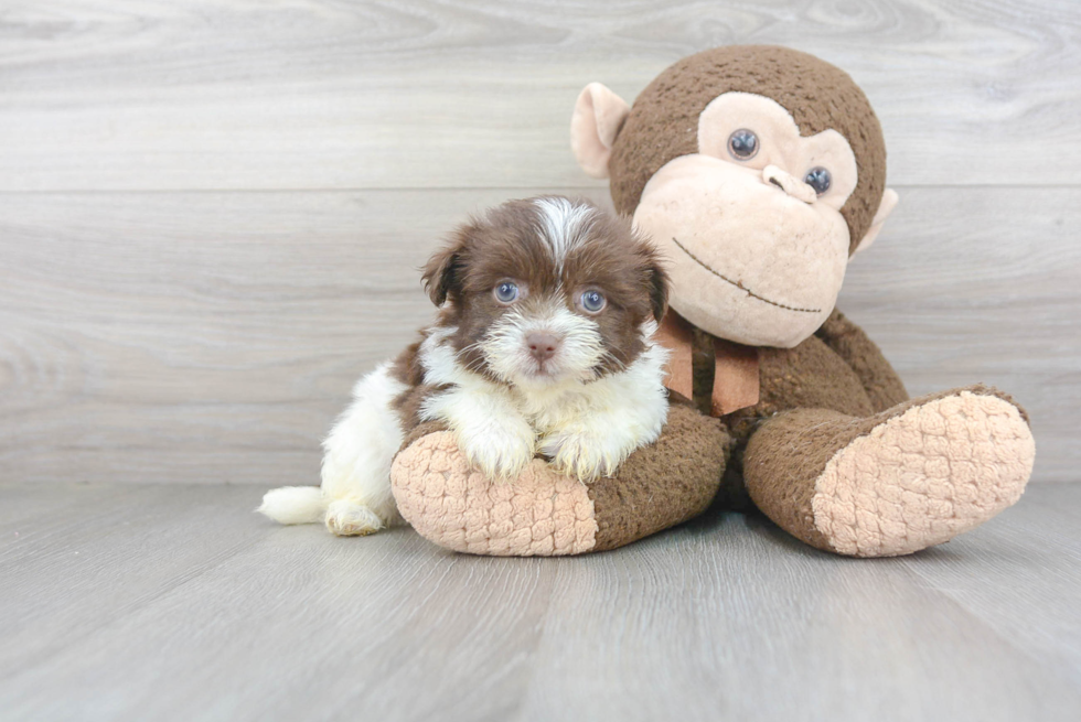 Fluffy Havanese Purebred Puppy