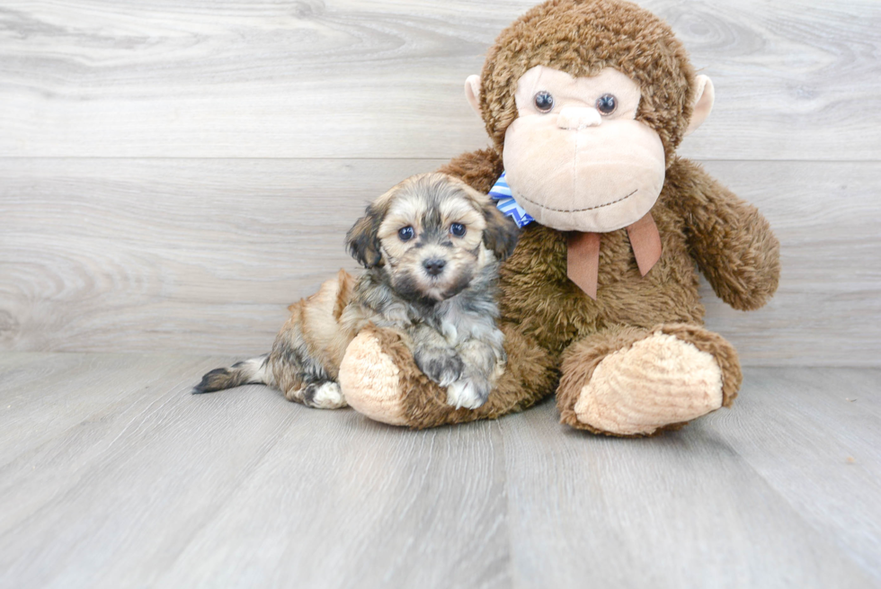 Funny Havanese Purebred Pup