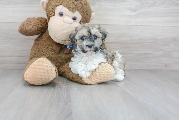 Havanese Pup Being Cute