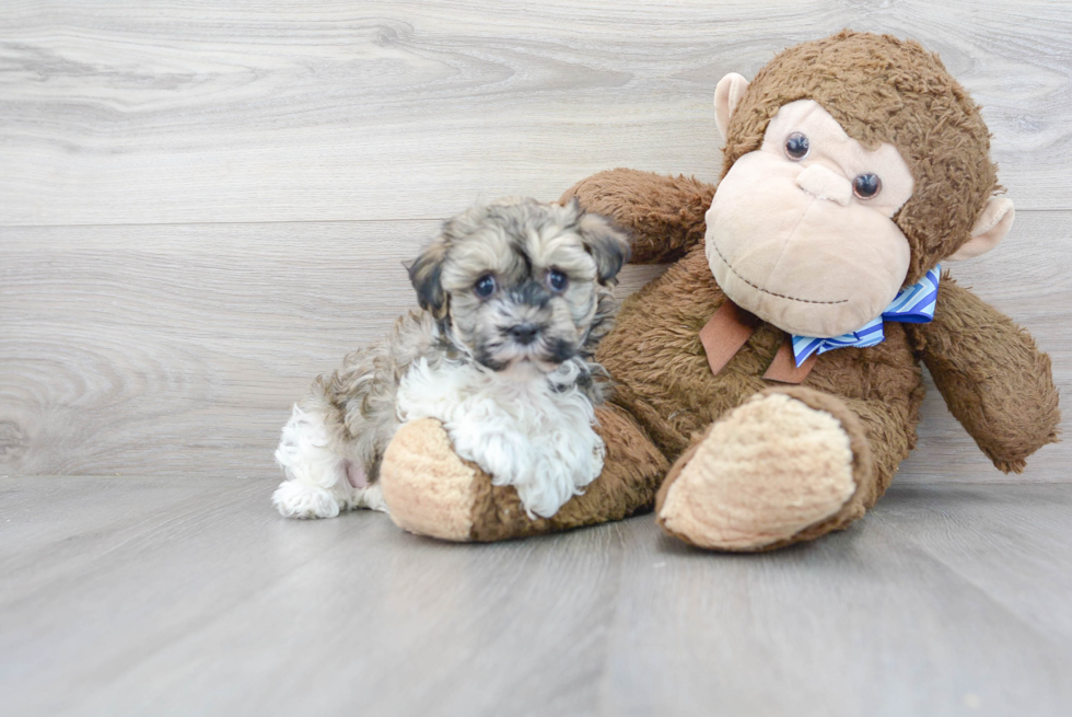 Havanese Pup Being Cute