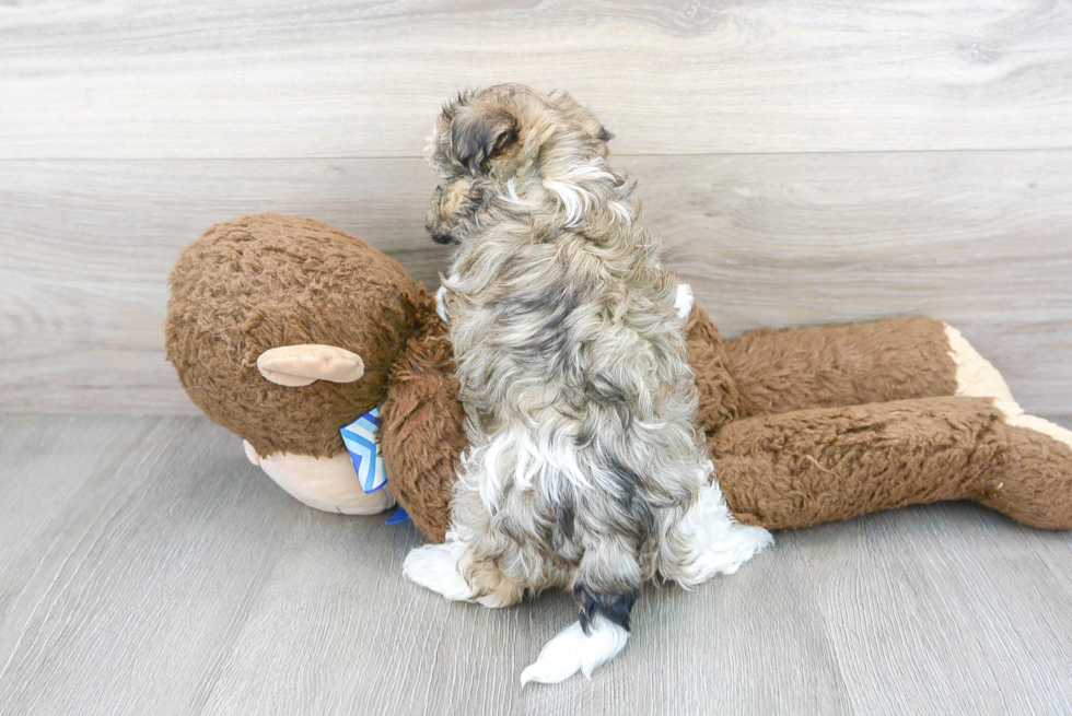 Little Havanese Baby