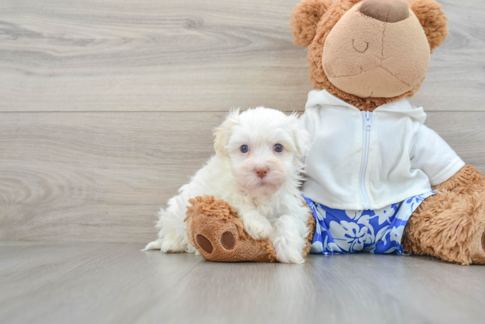 Best Havanese Baby