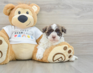 7 week old Havanese Puppy For Sale - Premier Pups