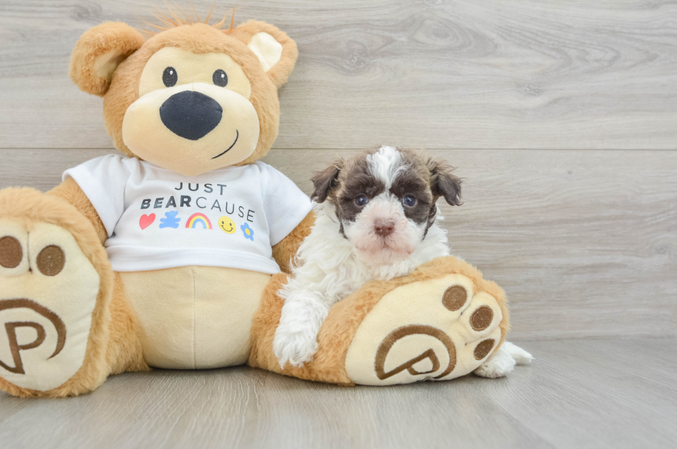 6 week old Havanese Puppy For Sale - Premier Pups