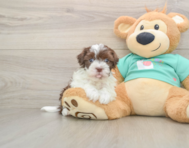 6 week old Havanese Puppy For Sale - Premier Pups