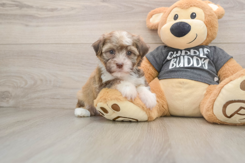 Small Havanese Baby