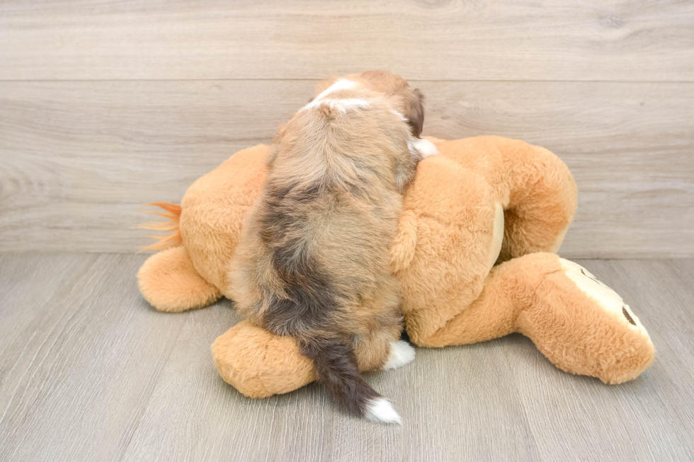 Best Havanese Baby