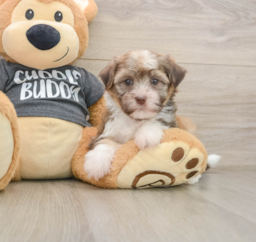 6 week old Havanese Puppy For Sale - Premier Pups