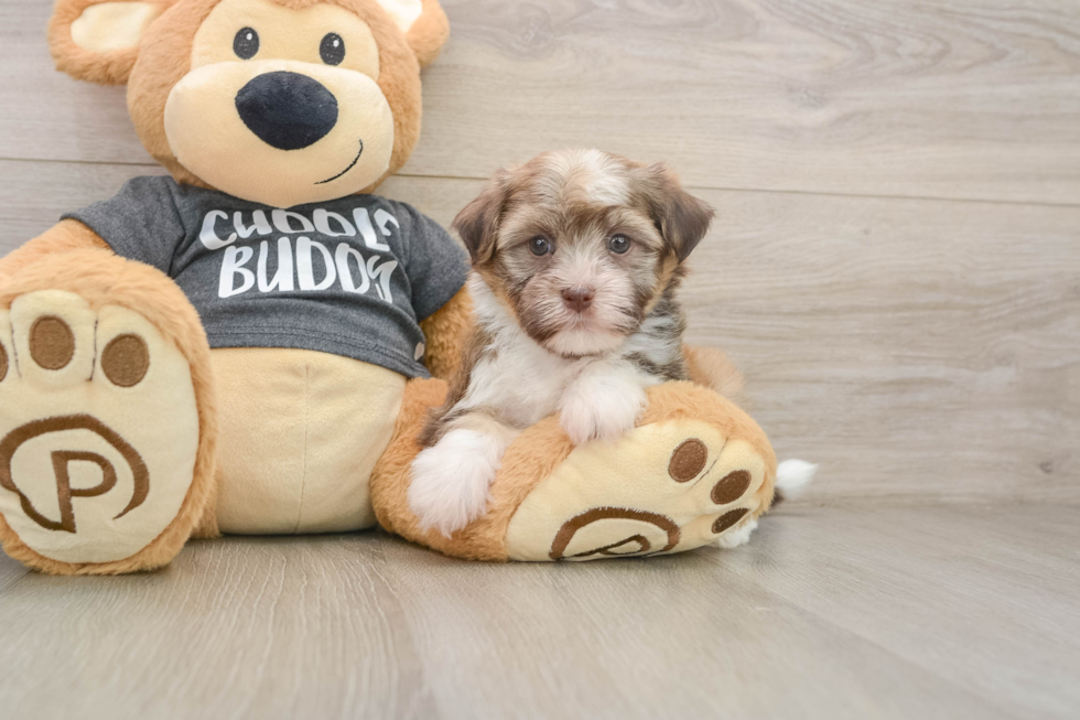 Small Havanese Purebred Pup