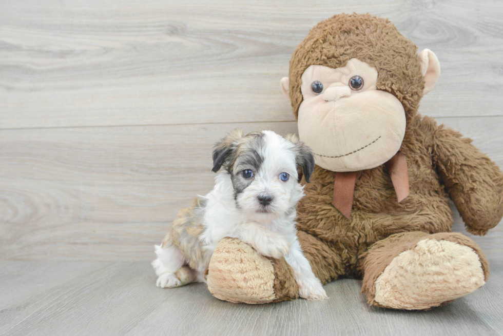 Hypoallergenic Havanese Baby