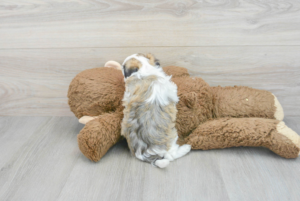 Havanese Puppy for Adoption