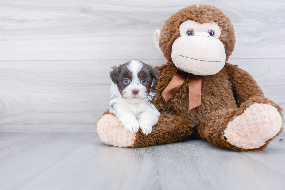 Small Havanese Purebred Pup