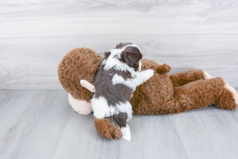 Petite Havanese Purebred Puppy