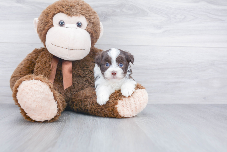 Havanese Puppy for Adoption