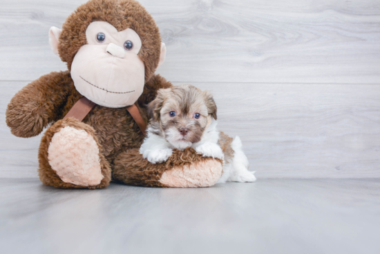 Adorable Havanese Purebred Puppy