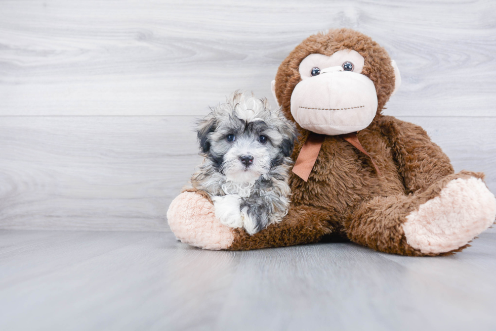 Petite Havanese Purebred Puppy