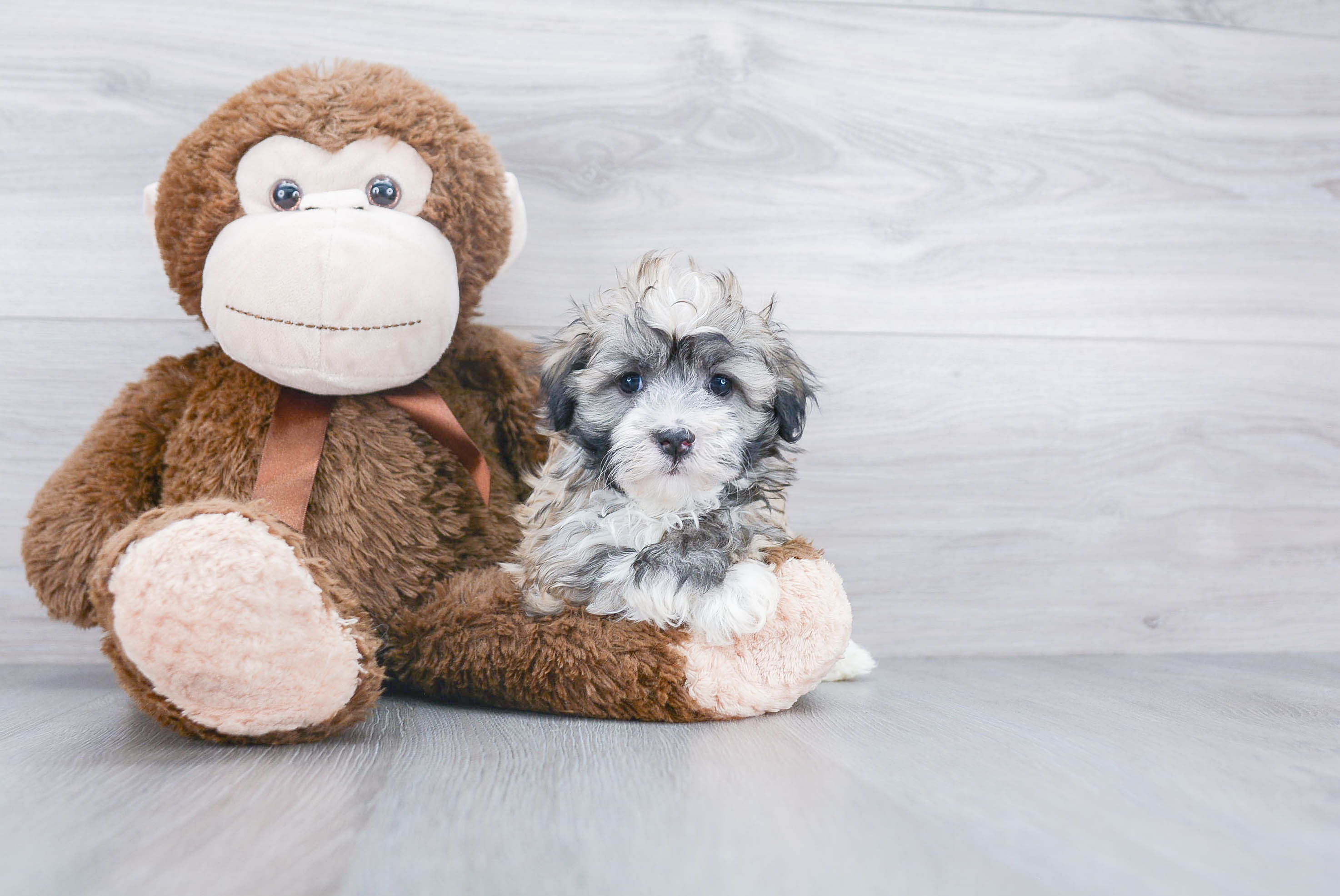 Havanese Pup Being Cute