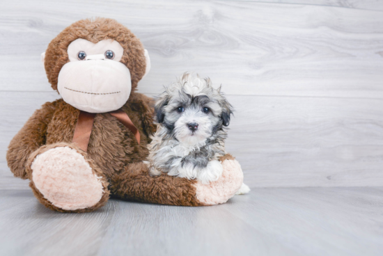 Havanese Pup Being Cute