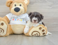 7 week old Havanese Puppy For Sale - Premier Pups