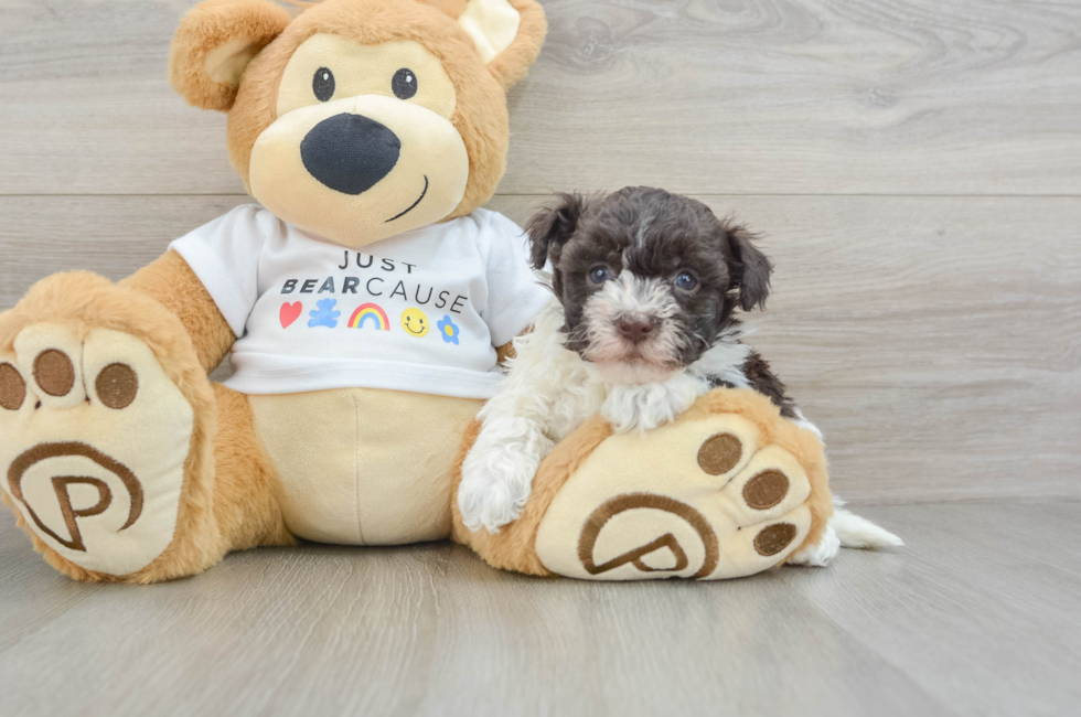 6 week old Havanese Puppy For Sale - Premier Pups