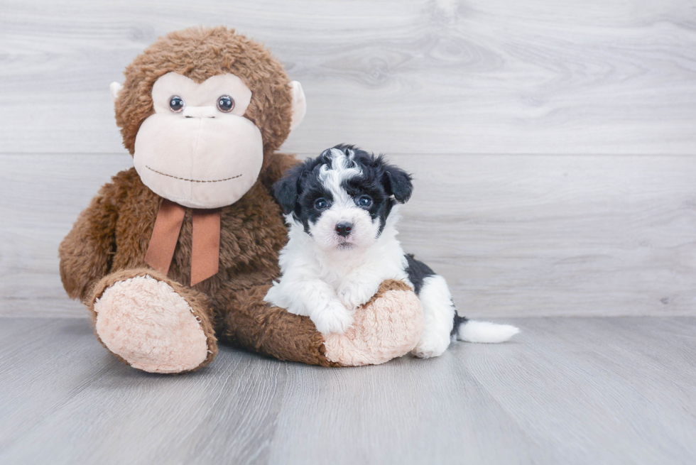 Adorable Havanese Purebred Puppy