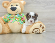 6 week old Havanese Puppy For Sale - Premier Pups