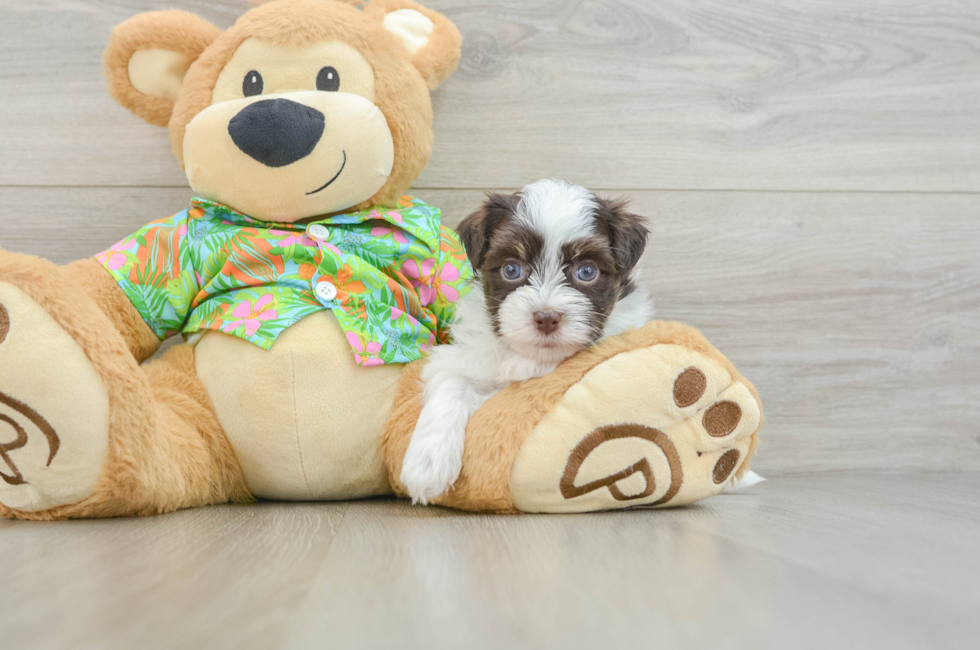 5 week old Havanese Puppy For Sale - Premier Pups