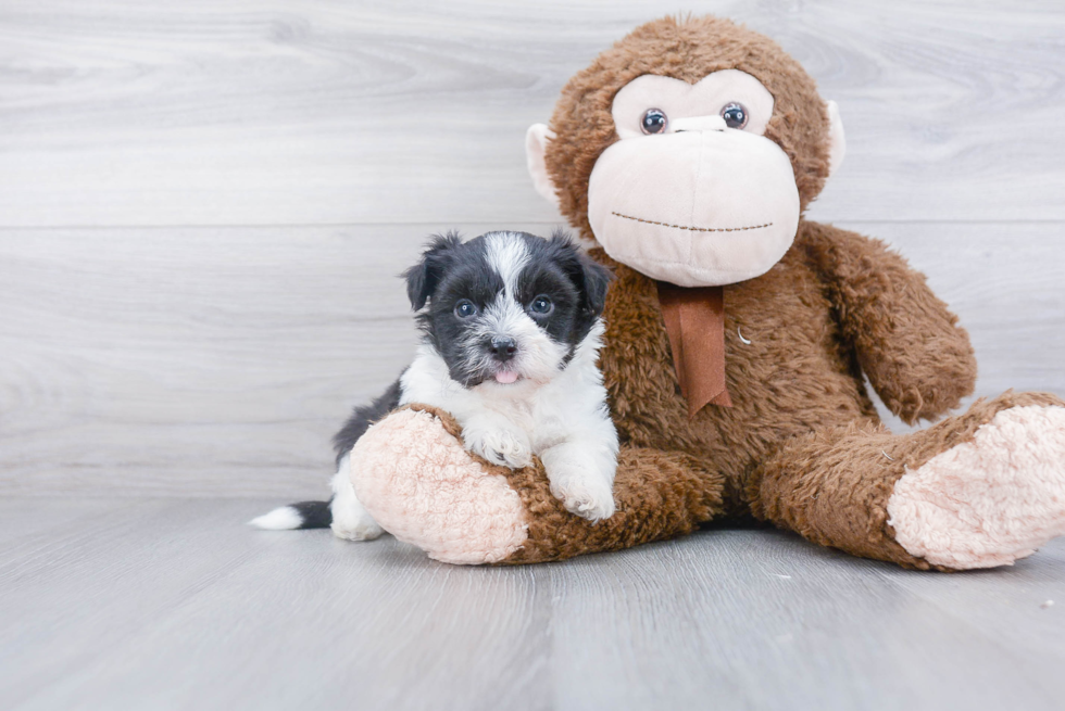 Small Havanese Baby