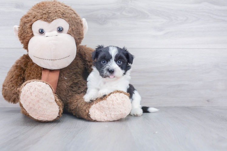 Smart Havanese Purebred Puppy