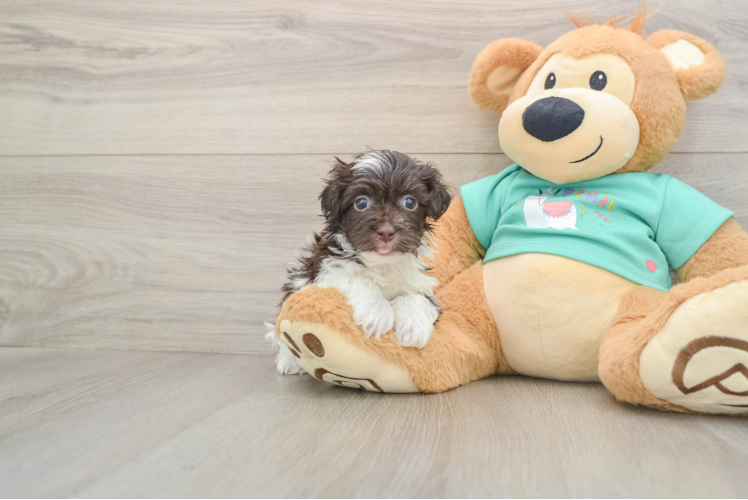 Havanese Pup Being Cute
