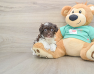 6 week old Havanese Puppy For Sale - Premier Pups