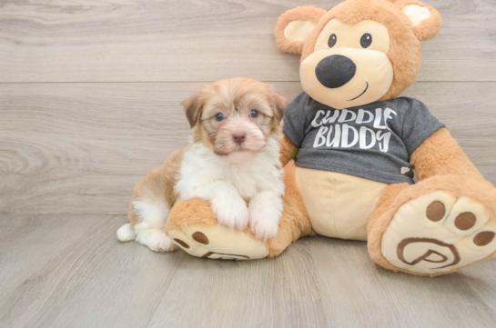 Friendly Havanese Purebred Pup
