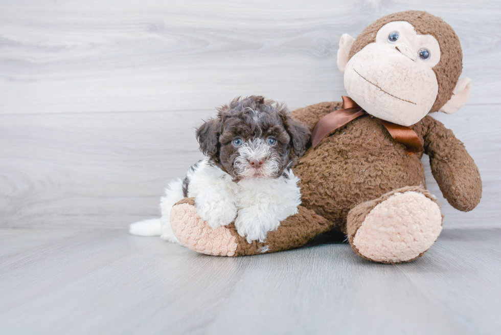 Havanese Puppy for Adoption