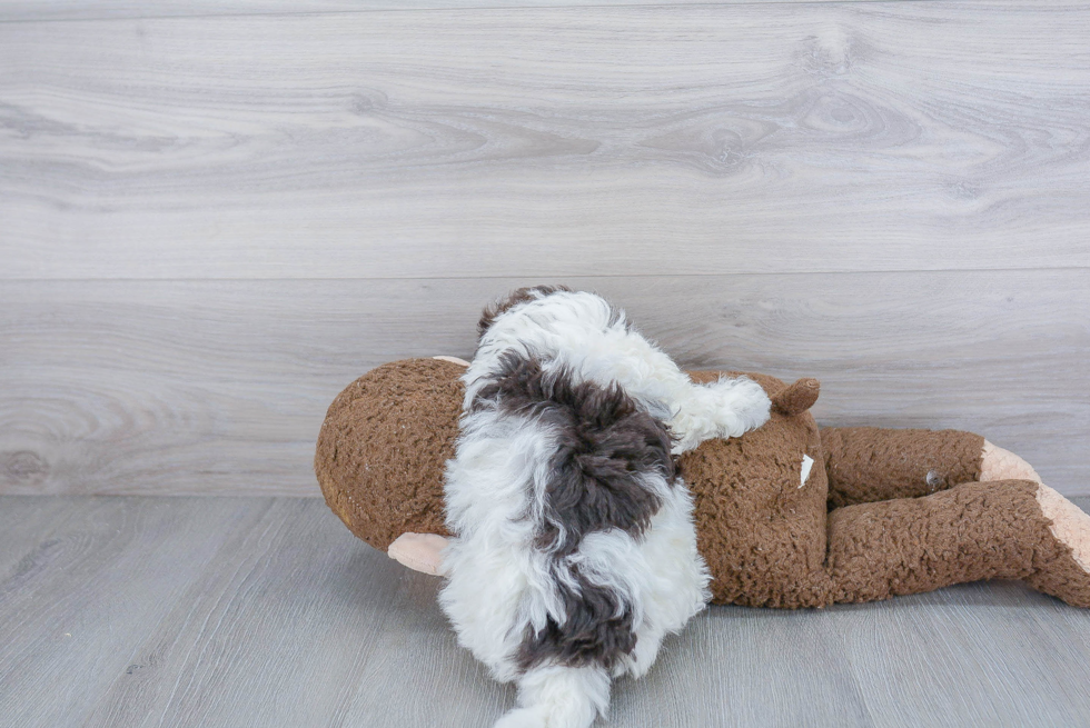 Havanese Pup Being Cute