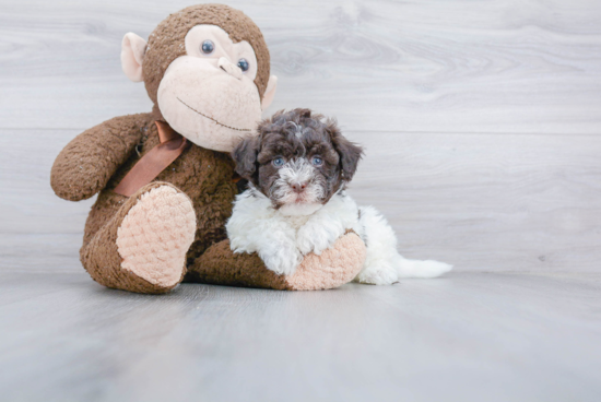 Havanese Puppy for Adoption