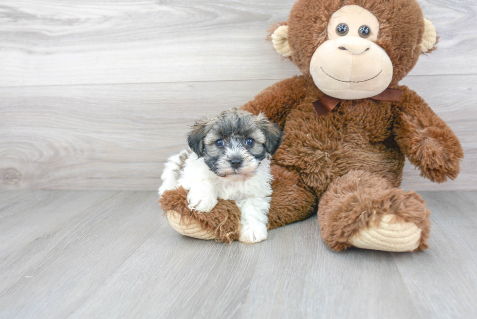 Best Havanese Baby