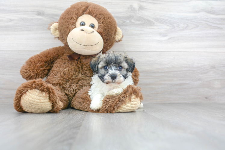 Petite Havanese Purebred Puppy