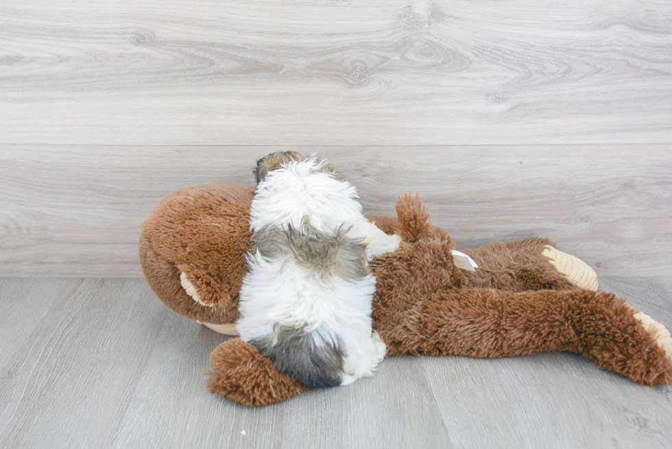 Friendly Havanese Purebred Pup