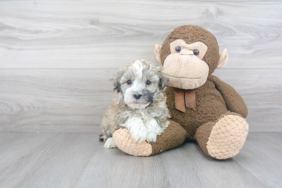 Best Havanese Baby