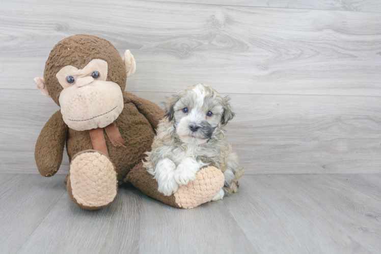 Havanese Pup Being Cute