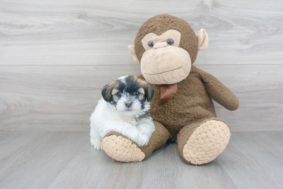 Havanese Pup Being Cute