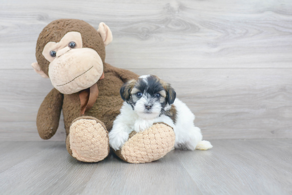 Hypoallergenic Havanese Baby