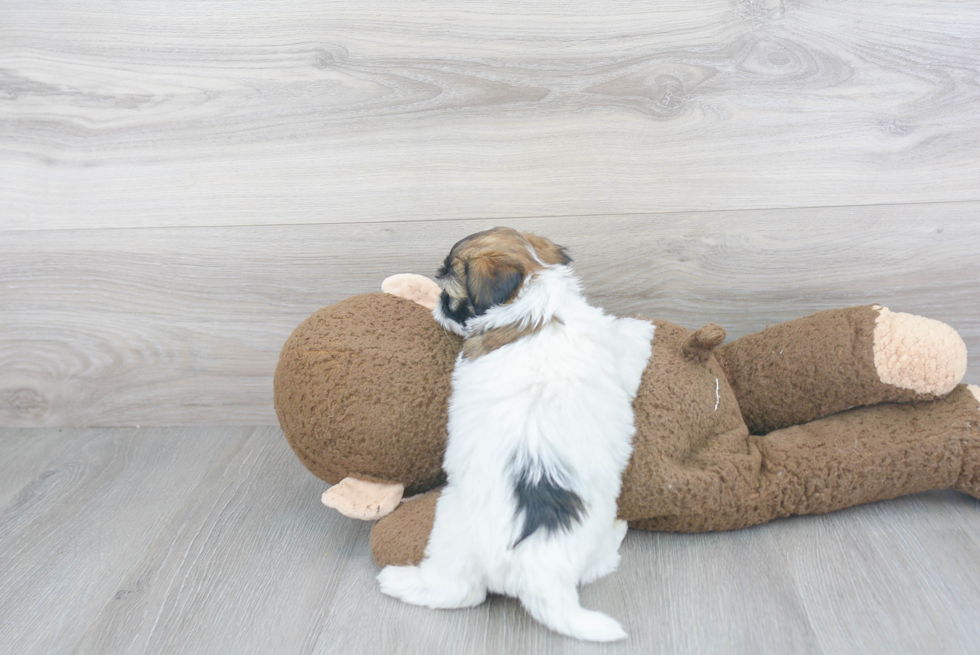 Funny Havanese Baby